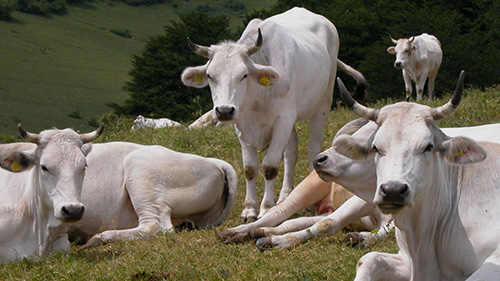 Convegno La qualità delle carni bovine - BrodettoFest 2022